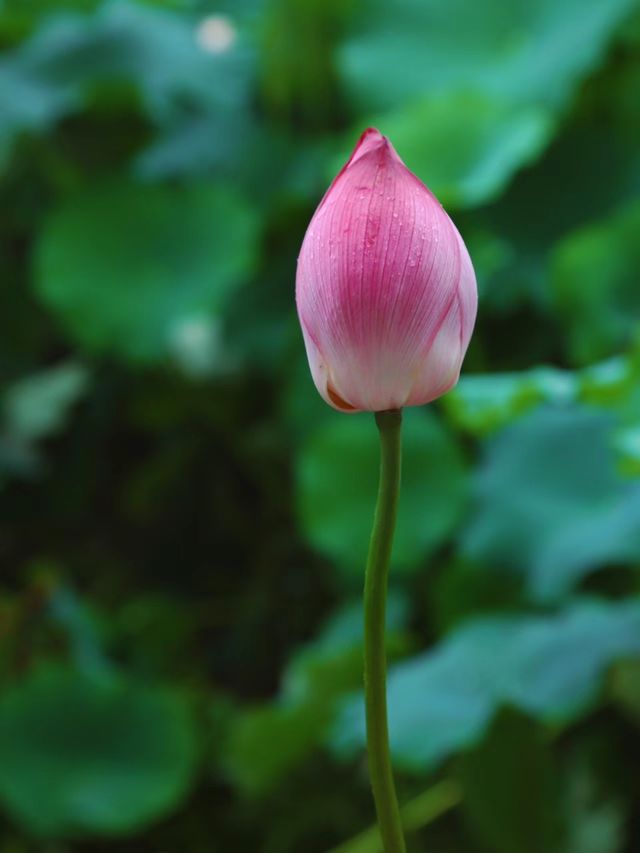 誤入荷花深處🪷杭州免費賞荷採摘地