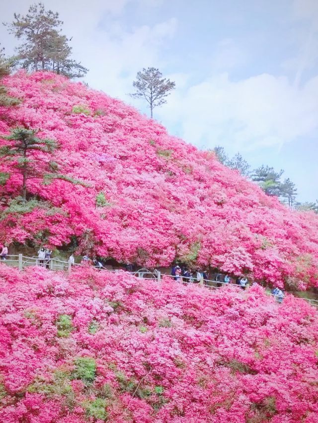 貴州隱藏版花海秘境！杜鵑湖春日攻略