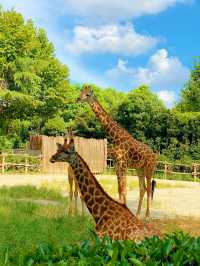 上海野生動物園：與動物共度難忘時光