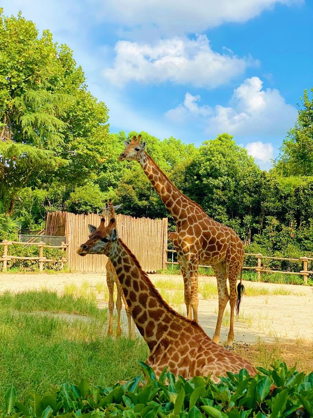 上海野生動物園：與動物共度難忘時光