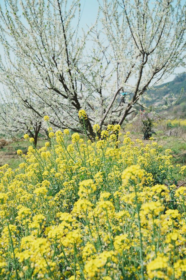 路遙知「虎」力，「捷」伴來 Hiking