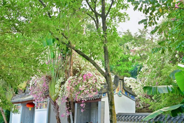 深圳園博園的簕杜鵑瀑布盛宴