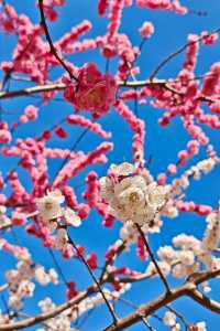北京的春天 | 京城春日賞花漫遊指南。