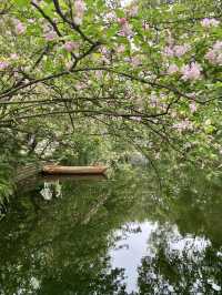救命呀！成都呢個公園已經被花海包圍咗