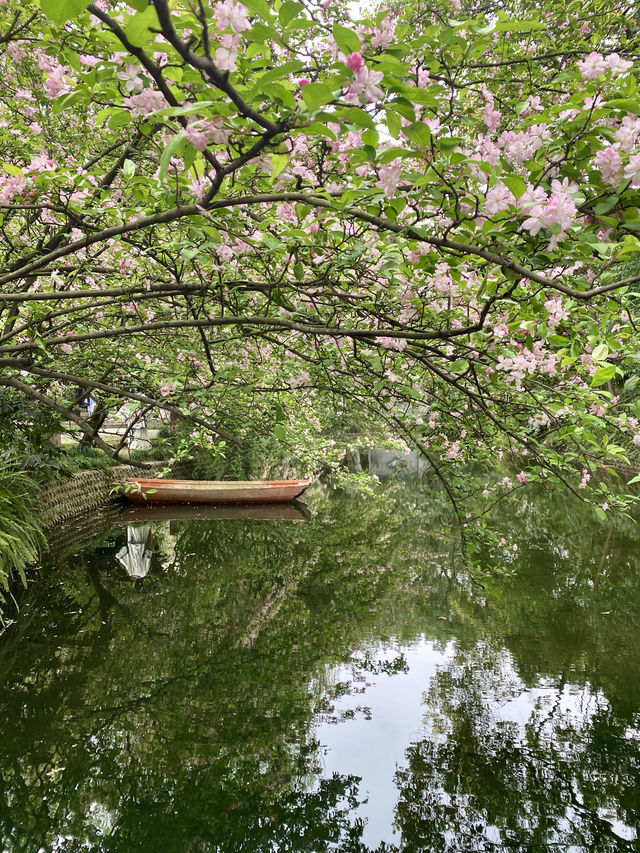 救命呀！成都呢個公園已經被花海包圍咗