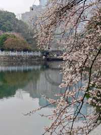 各位，望月公園嘅櫻花唔等人喇！宜家就出發啦！