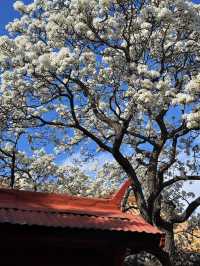 北京故宮｜春天紫禁城賞花季