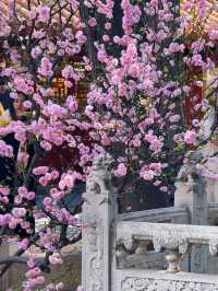 北京故宮｜春天紫禁城賞花季