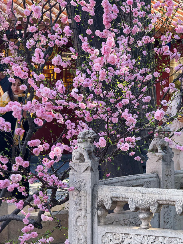 北京故宮｜春天紫禁城賞花季