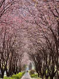 貴陽限定！被櫻花淹沒的公交站🌸
