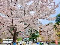 大町西公園，春風輕拂的櫻花小徑