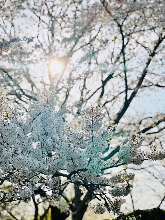 最美櫻花季｜唔使去東京，喺北京玉淵潭都有得睇