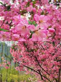 西安限定 | 鬱金香花海首波綻放，快來打卡