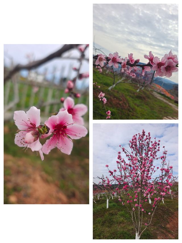 “桃之夭夭，灼灼其華”