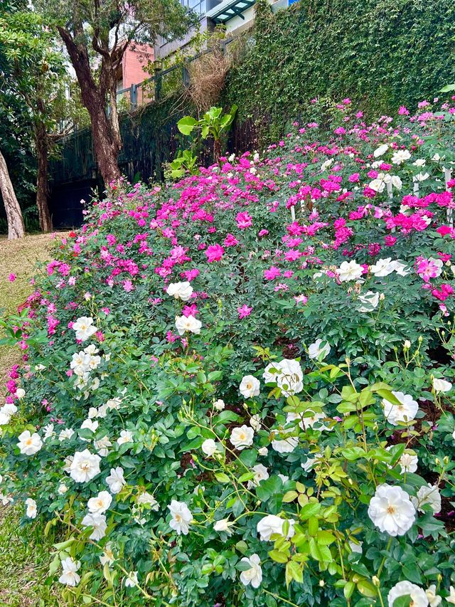 深圳人民公園 | 莫奈秘境花園🫧春日氣氛感  這是深圳市內最早的公園之一，安靜人少，閒暇時來這