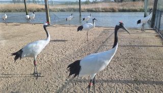 2025 Trip.com Travelers' Choice Awards: Yancheng Trip