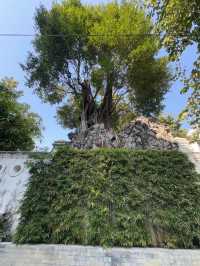 打卡荔灣湖公園 邂逅嶺南水鄉