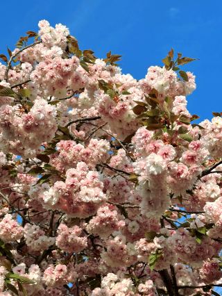 Weifang Spring Hotspot! Encounter a Sea of Pink Cherry Blossoms at Hujia Memorial Archway Street