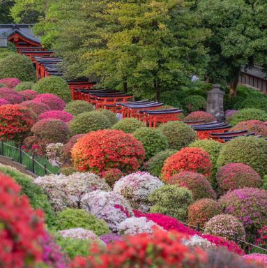 🌺東京四月限定浪漫｜根津神社の杜鵑花秘境｜Trip.com 東京