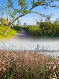 在成都，必推薦嘅興隆湖濕地公園，感受踏青魅力