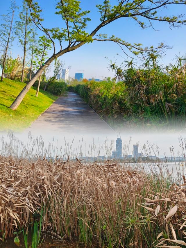 在成都，必推薦嘅興隆湖濕地公園，感受踏青魅力