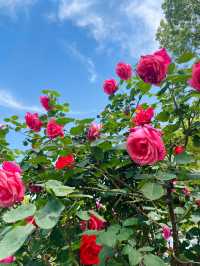 天啊蘇州竟藏着一個“海邊莫奈花園”
