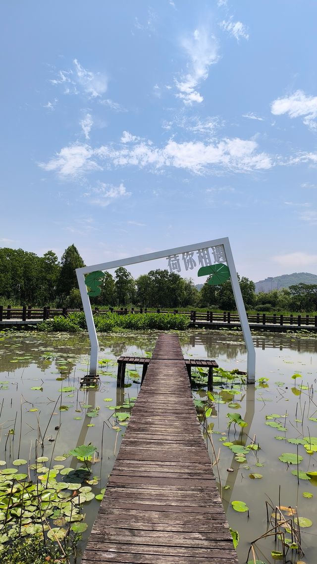 打卡太湖圖影濕地文化園