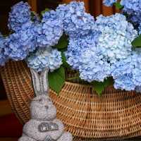 🌺鎌倉繡球花祭！明月院×長谷寺絕美賞花攻略+隱世民宿推介✨