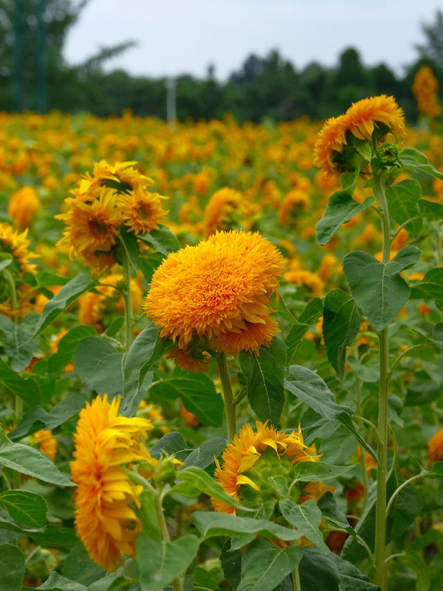 💐梵高原款泰迪向日葵花海打卡攻略