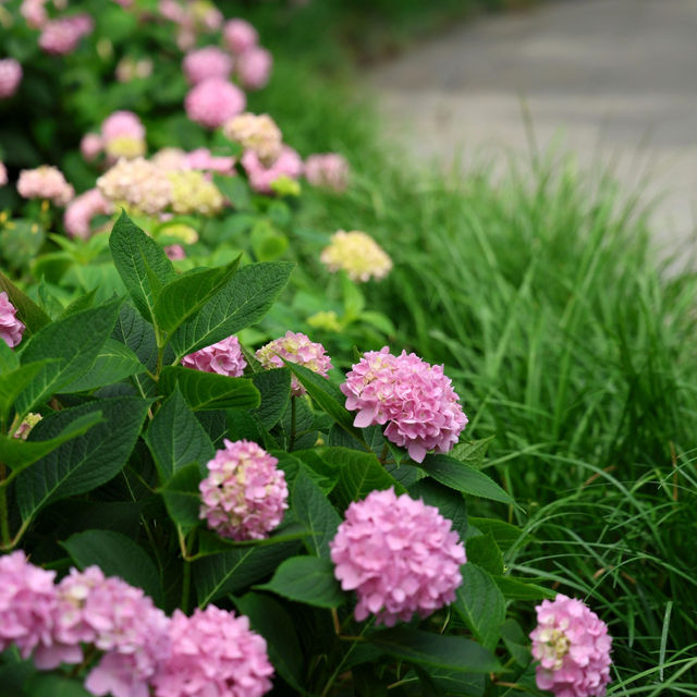 🌸江蘇人民公園的繡球花，美到讓人窒息啦！😍