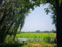 徐州2H｜洪澤湖濕地，係水杉同飛鳥嘅詩