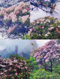 三清山6月杜鵑尾期攻略！抓住花海最後驚艷