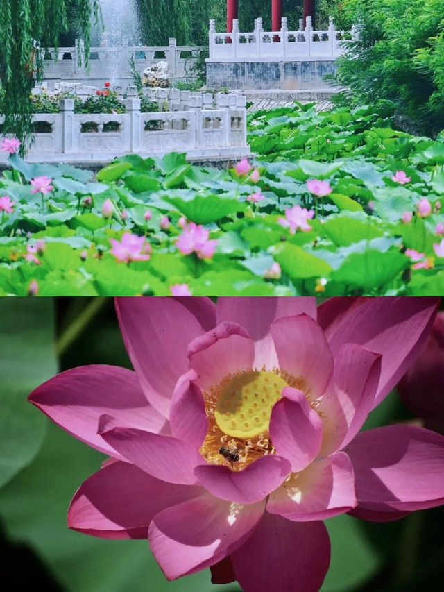 今夏荷花开！天津「賞荷地圖」請收好！
