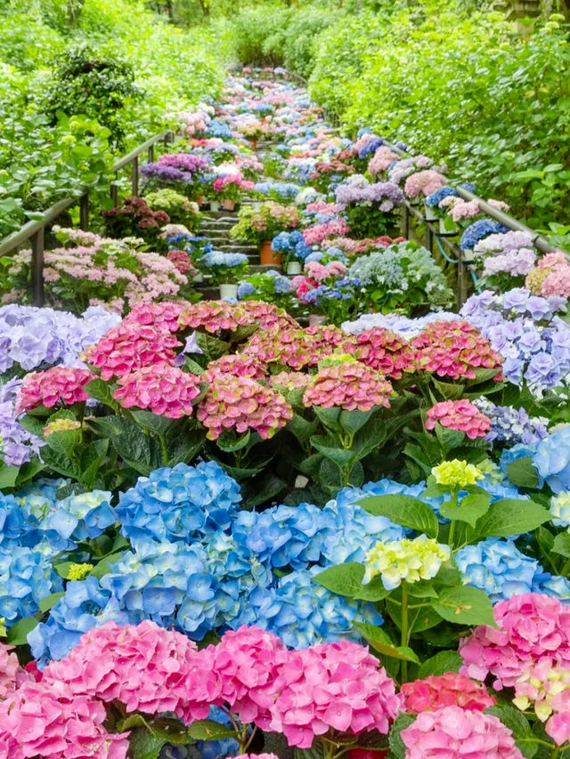 無盡夏嘅日本，闖入藍紫繡球花海秘境！