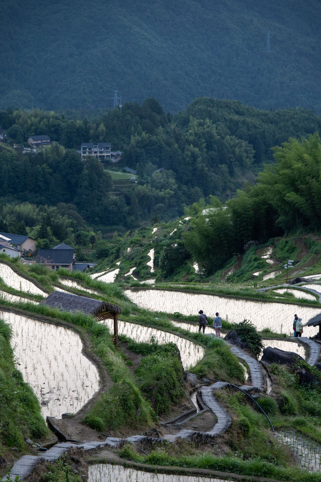 夏天，一定要去「雲和梯田」！