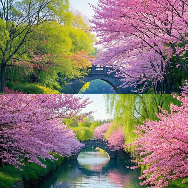 西溪濕地「梅深見鹿」爆紅！梅花鹿漫步落花間，遊客大讚「仙境」