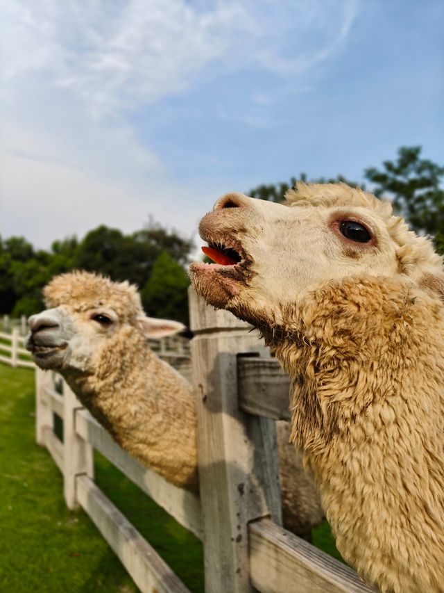 深入竹海看神奇動物