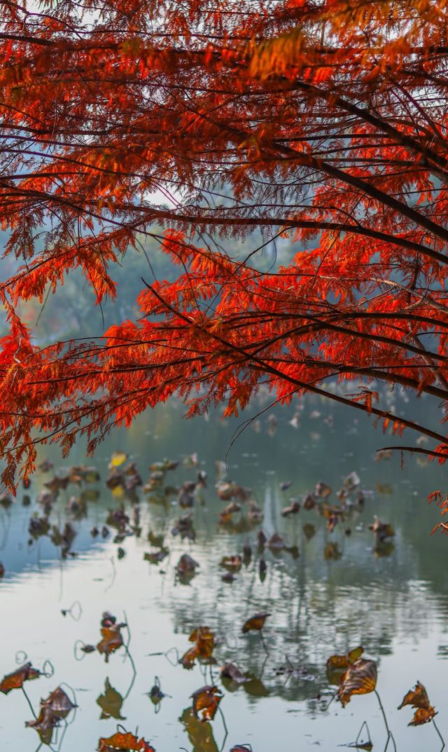 柳州紅杉林