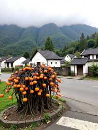 紅柿遍野，600年古村終成網紅！