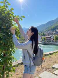 紅柿遍野，600年古村終成網紅！