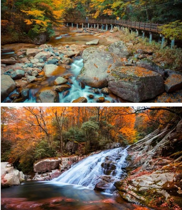 中國紅葉第一山！高鐵可達，即將漫山紅遍！