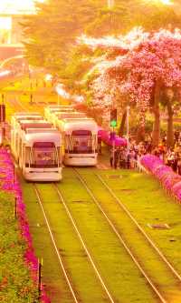用全螢幕方式打開這列廣州異木棉花海黃昏列車