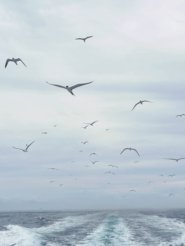 🌊 Penhu Island Hopping: Where Seagulls Dance with Your Yacht! 🚤 🌊 Penhu Island Hopping: Where Seagulls Dance with Your Yacht! 🚤