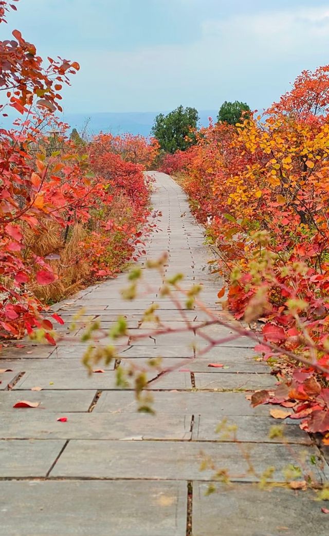 洛陽秋徒步–新安縣荊紫仙山的紅葉