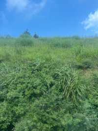高山草原度假指南