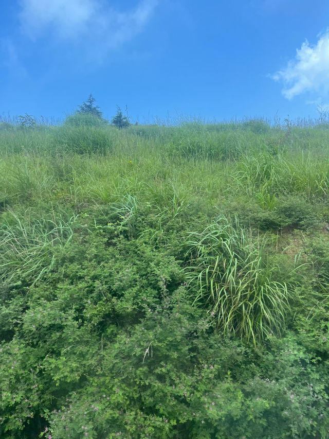 高山草原度假指南 高山草原度假指南