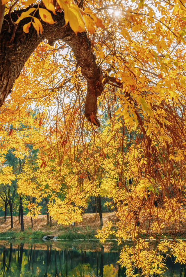 奧森賞秋攻略粉黛子·銀杏·花海·紅葉… 奧森賞秋攻略粉黛子·銀杏·花海·紅葉…