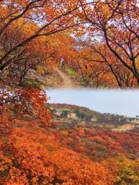 邯鄲紅葉景點推薦｜秘境天花板5處絕美人少賞秋地大