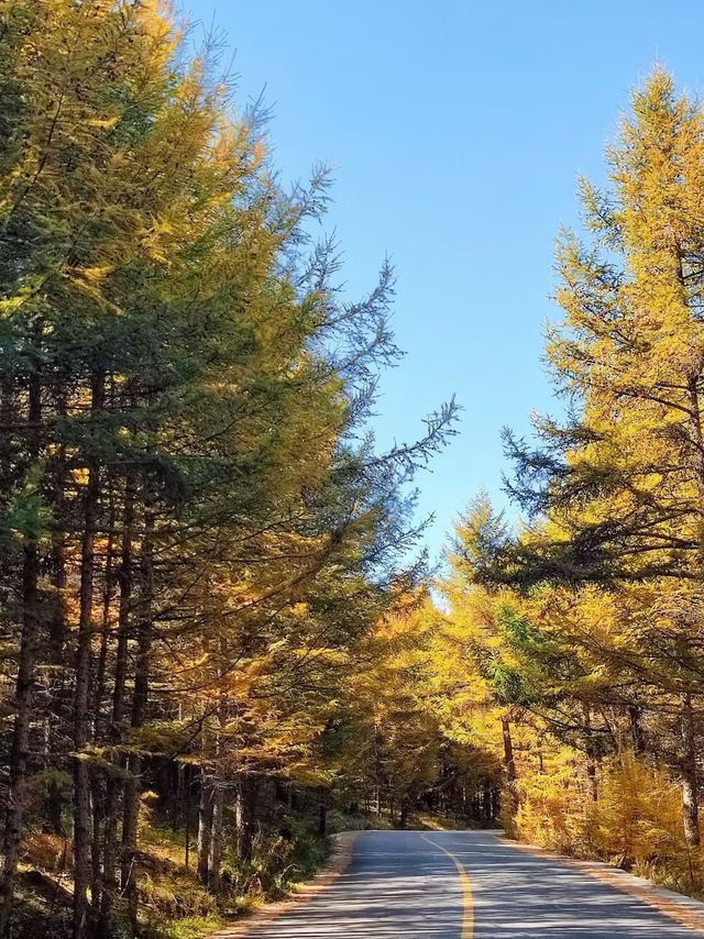 草原天路中段景色美極了,適合自駕遊 草原天路中段景色美極了,適合自駕遊