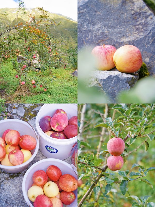 接下來的川西小九寨！堪稱秋天旅行天花板.. 限時1個月！！川西小九寨「松坪溝」秋色巔峰期來了！ 